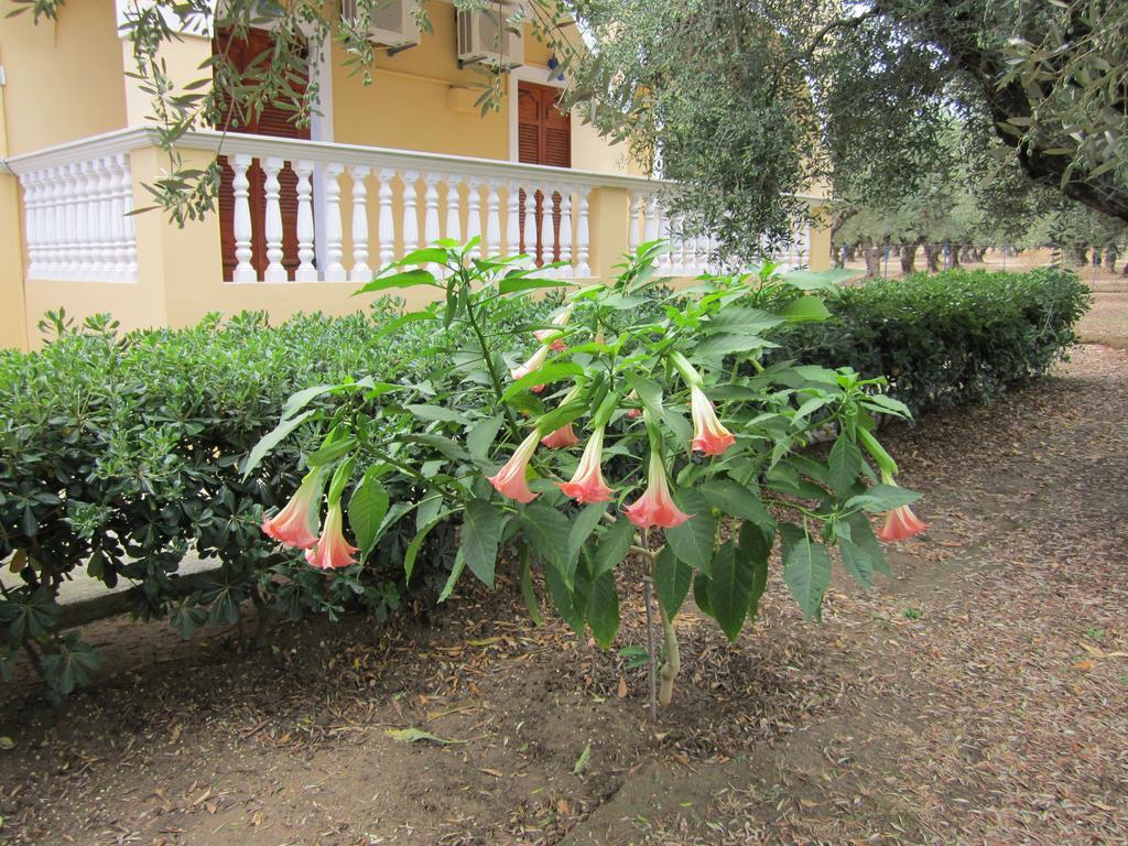 Dimaras Apartments Vasilikí Rum bild